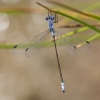 J16_1946 Lestes macrostigma male